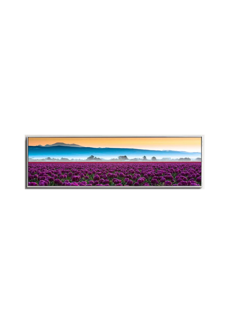 Best Purple Tulip Wall Art for Sale Australia